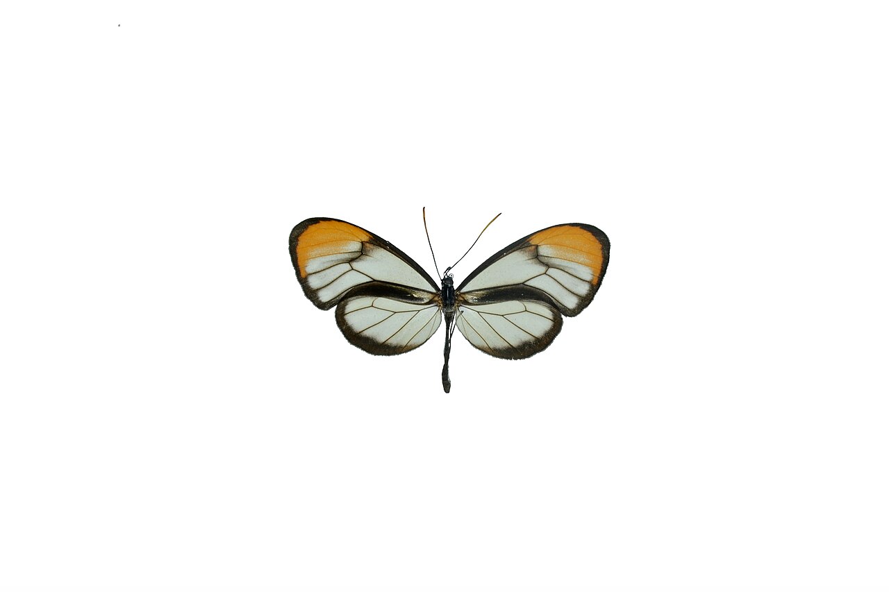 Brevioleria arzalia