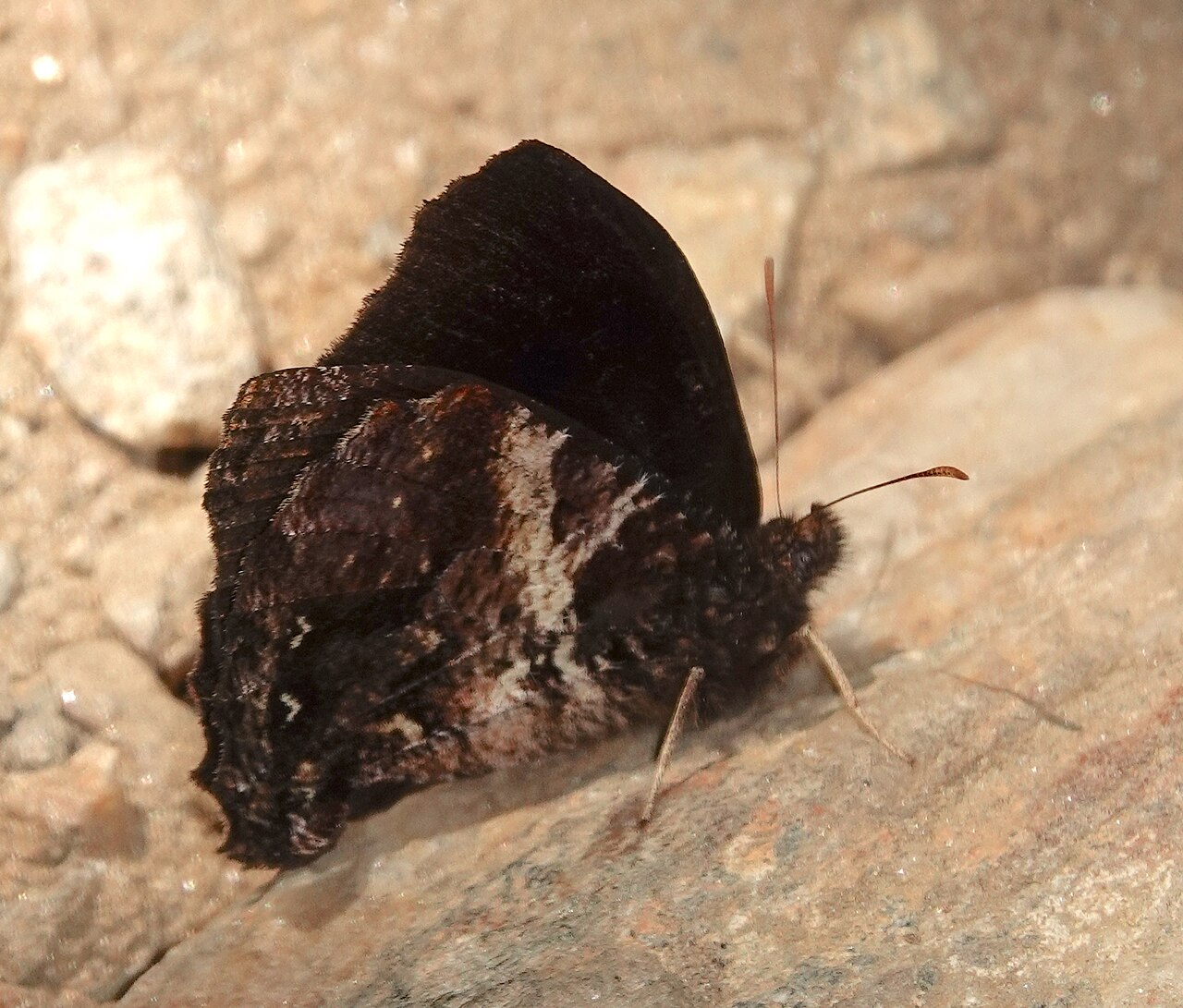 Steroma polyxo