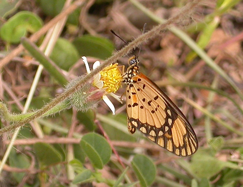 Acraea jordani