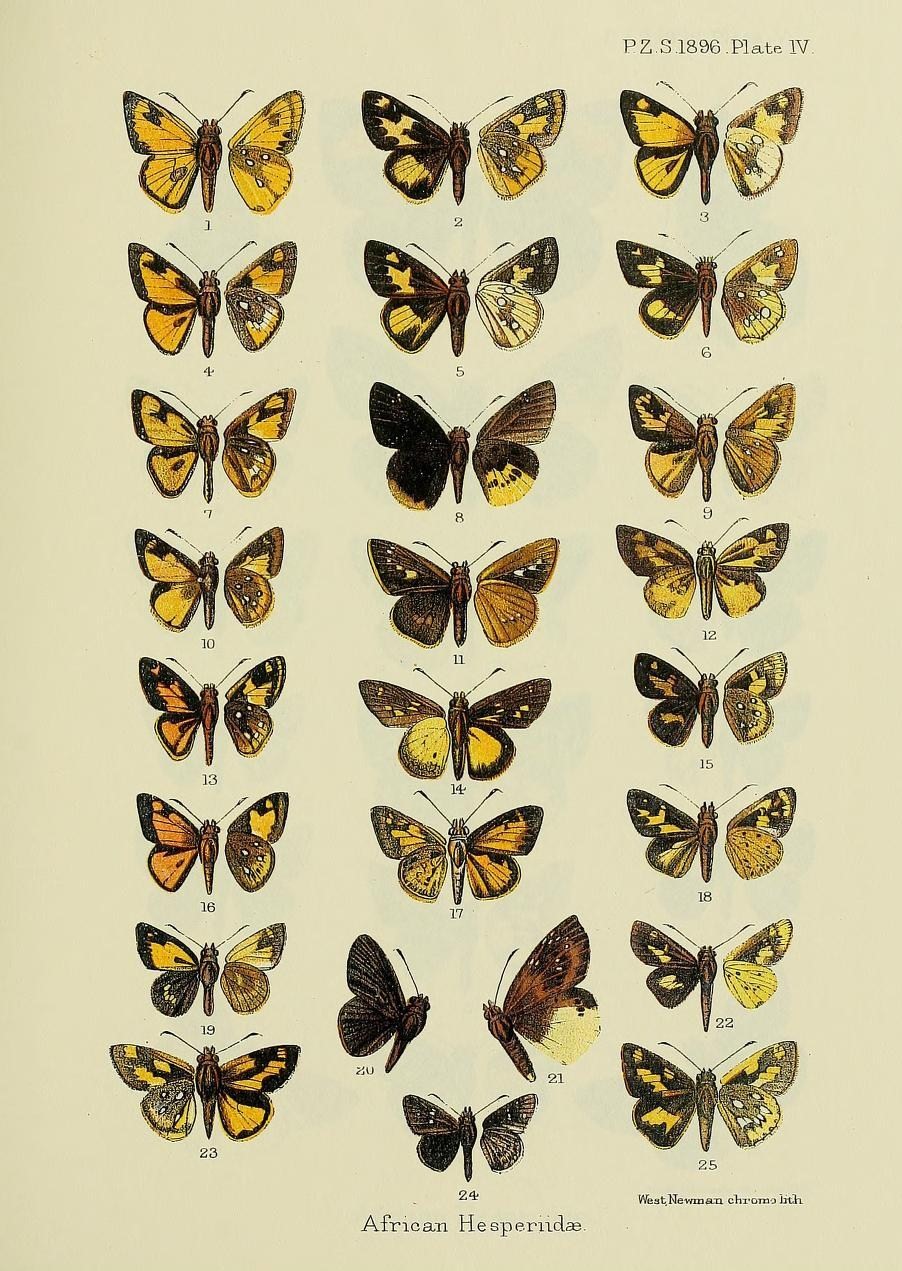 Gorgyra minima
