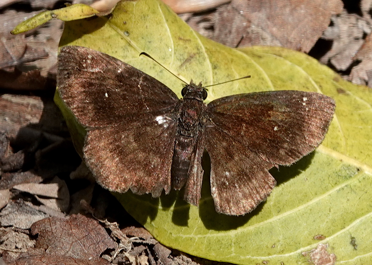 Staphylus azteca