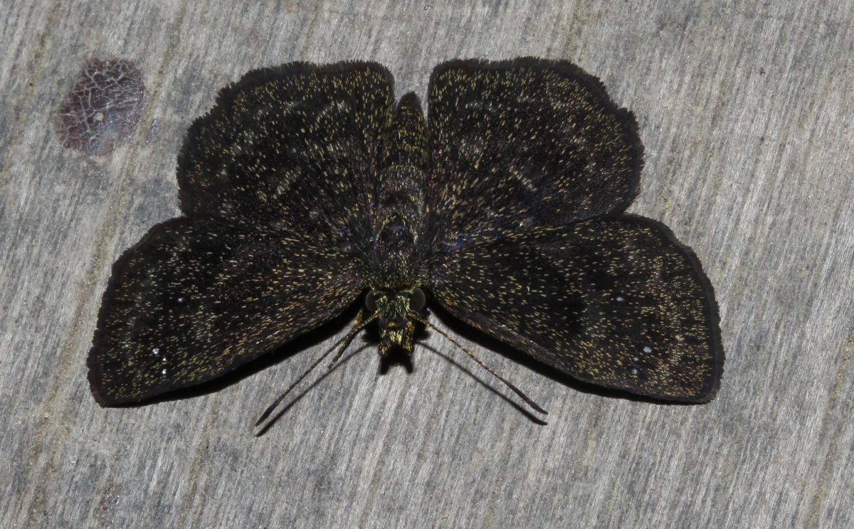 Staphylus minor