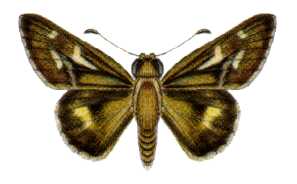 Neohesperilla xanthomera