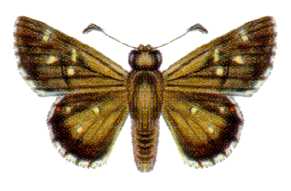 Neohesperilla senta