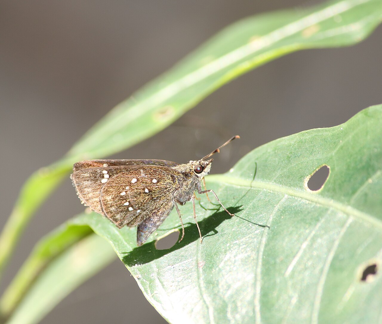 突须弄蝶（Arnetta atkinsoni）