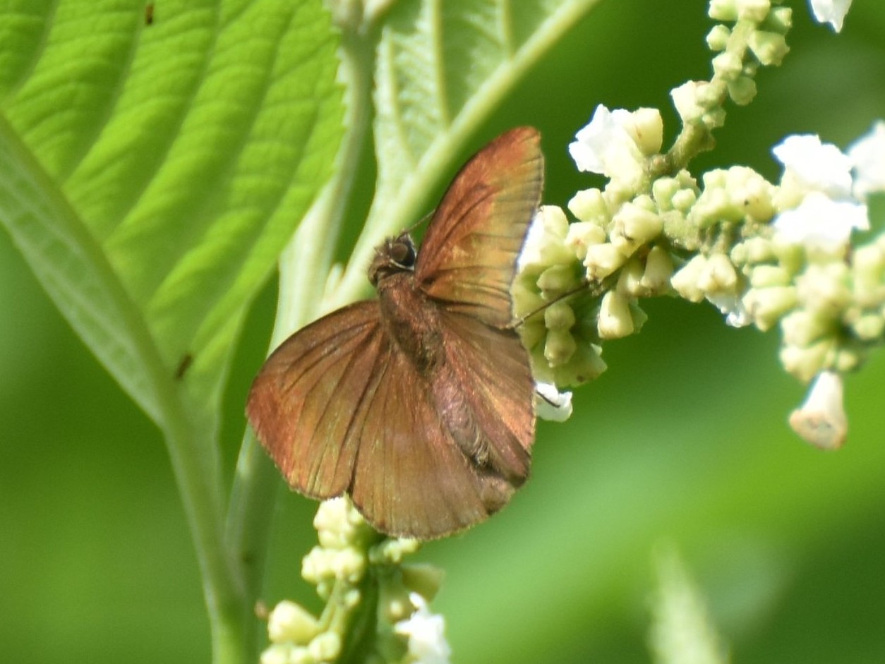 Anastrus petius