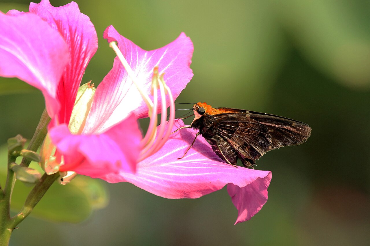 Proteides mercurius
