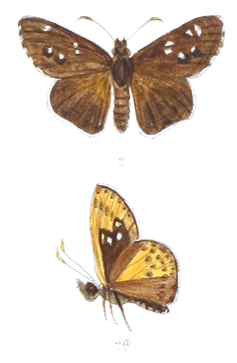 Thoressa evershedi
