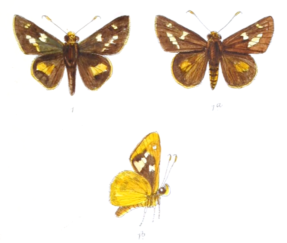 Thoressa masoni（马森陀弄蝶）