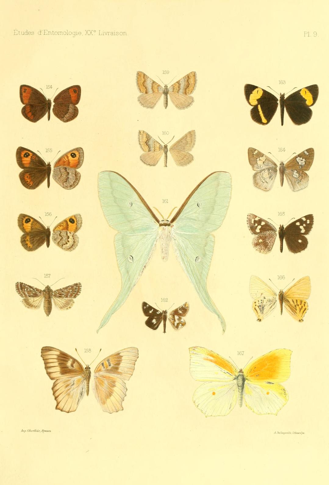 双色舟弄蝶（Barca bicolor）