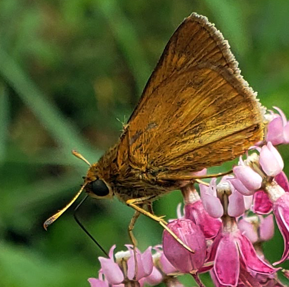 Euphyes conspicua