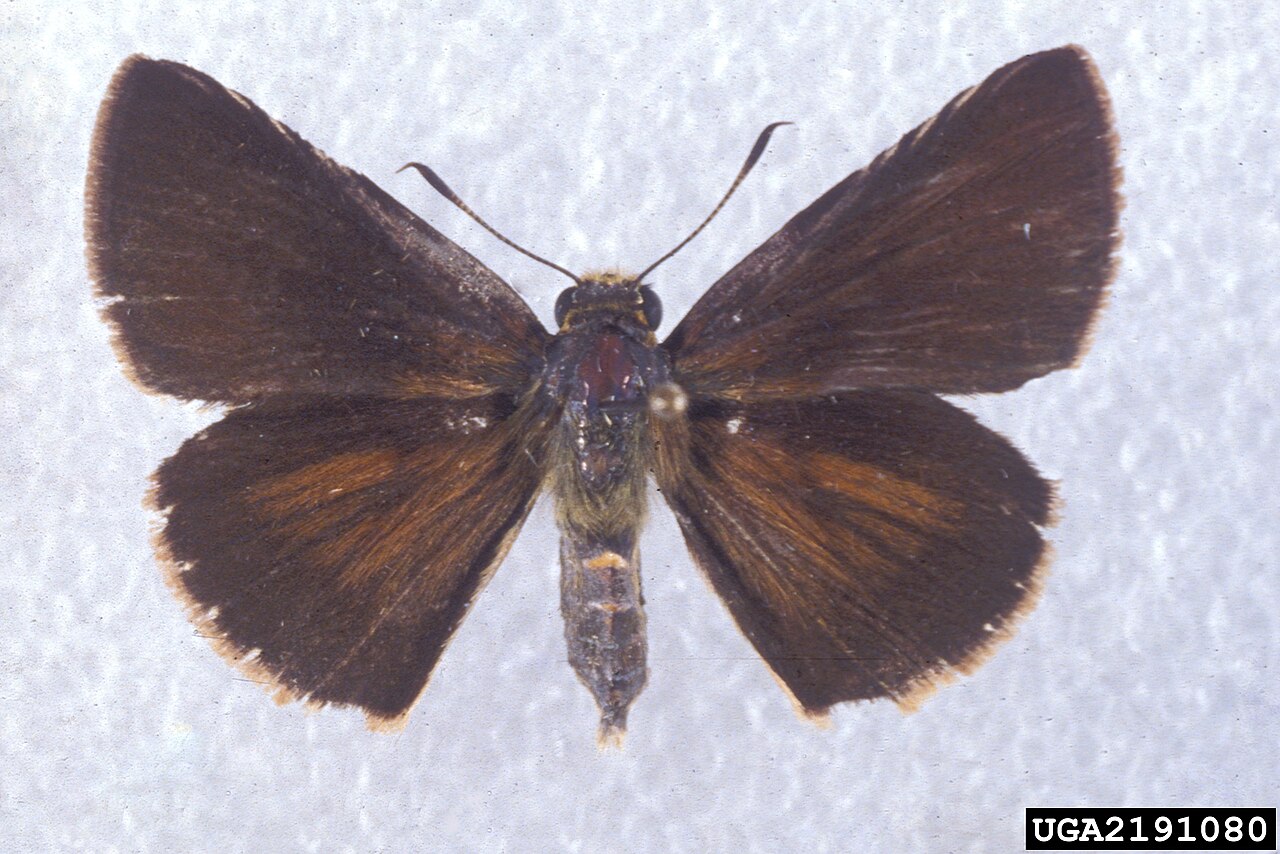Euphyes dukesi