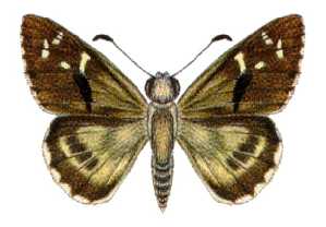 Motasingha trimaculata