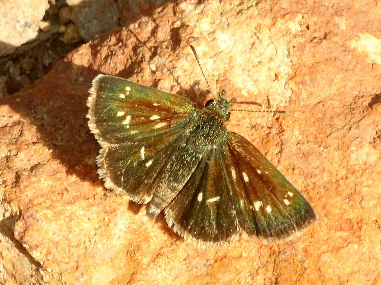 Piruna aea