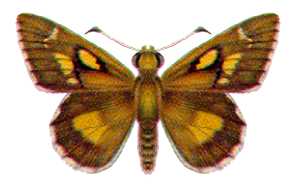 Hesperilla flavescens