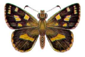 Hesperilla crypsargyra