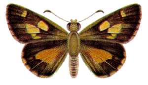 Hesperilla idothea