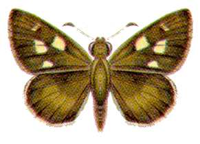 Hesperilla malindeva