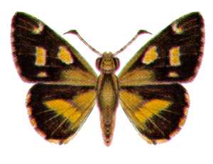 Hesperilla picta