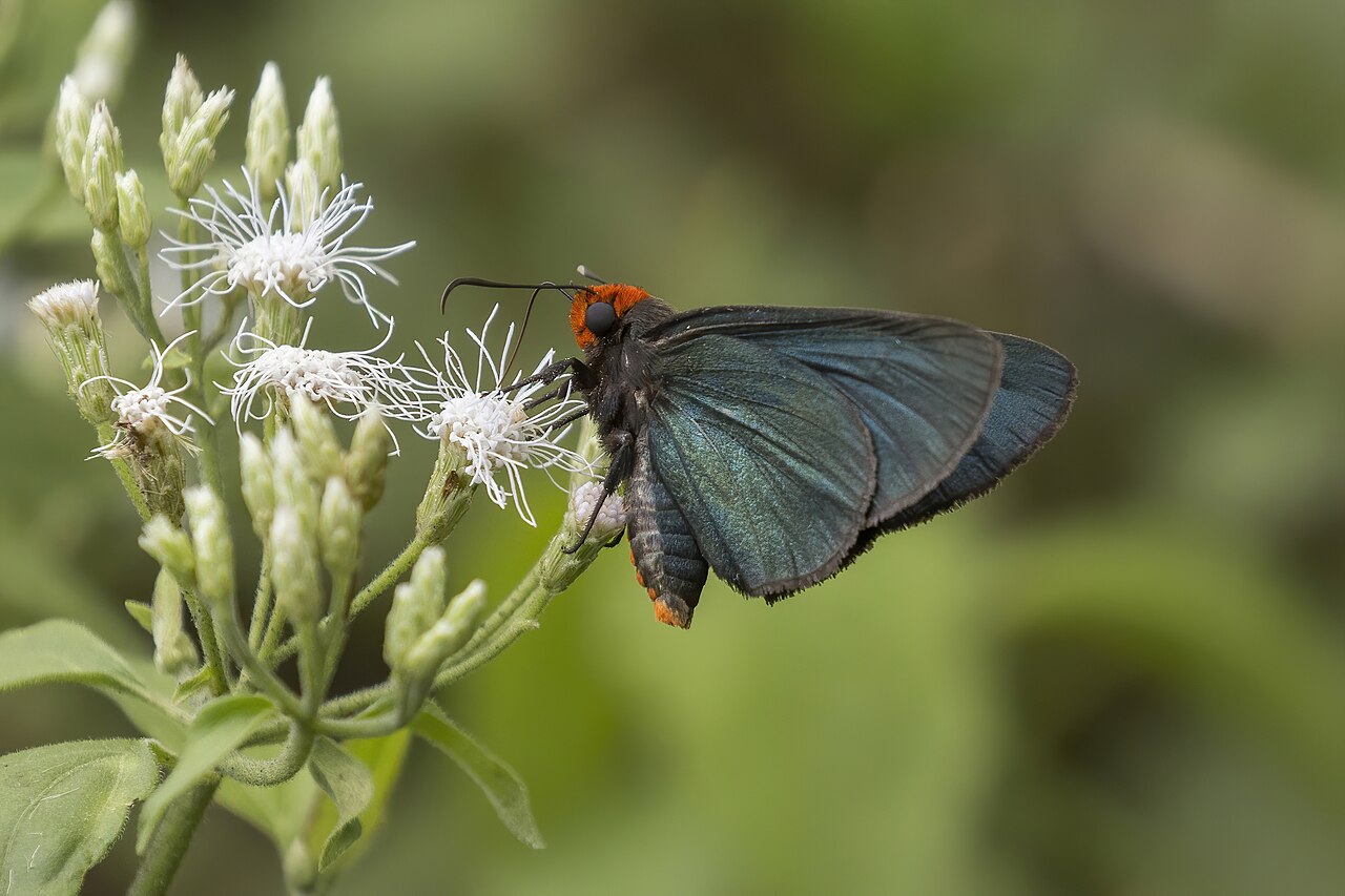 Pyrrhiades lucagus