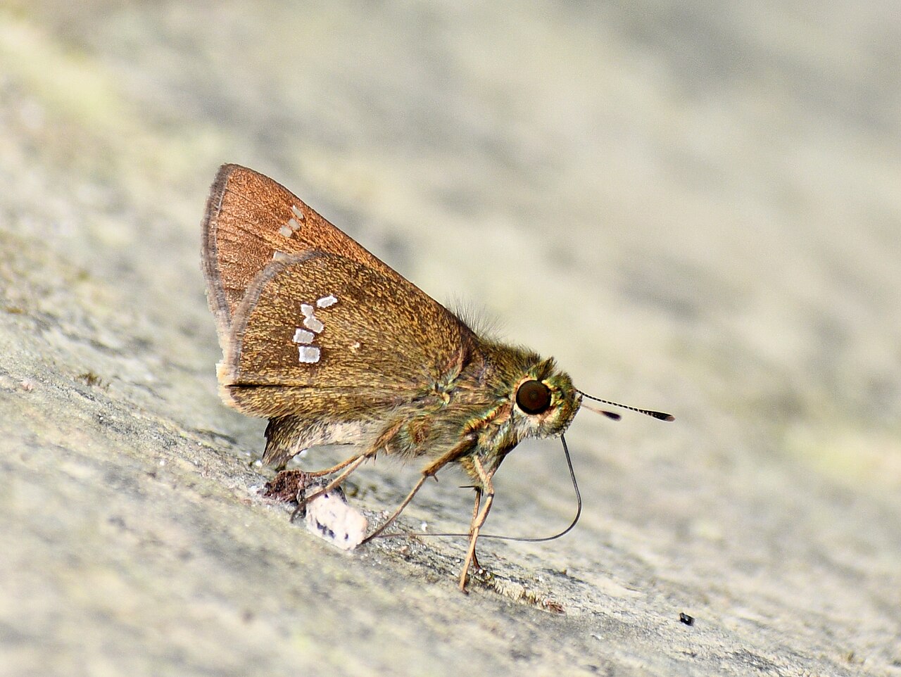 圆突稻弄蝶（Parnara apostata）