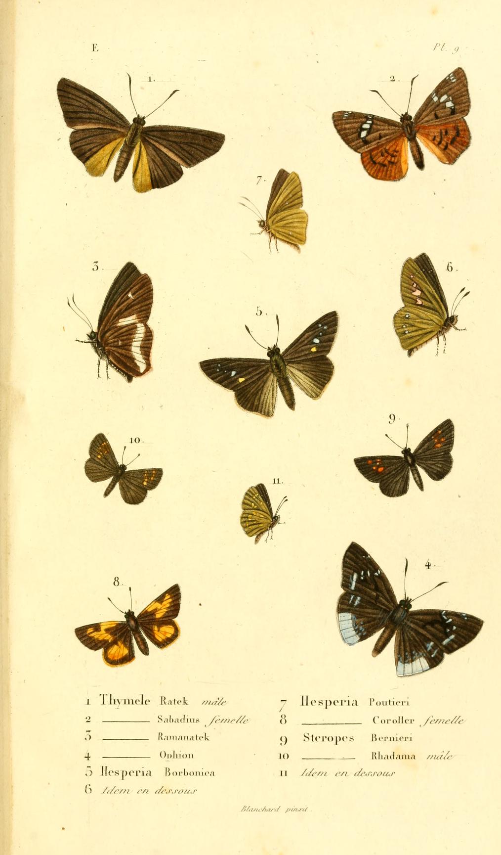 Parnara naso