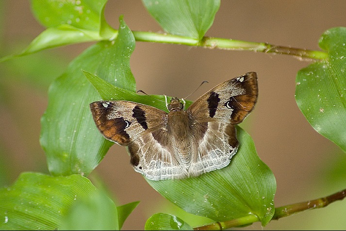 角翅弄蝶（Odontoptilum angulata）