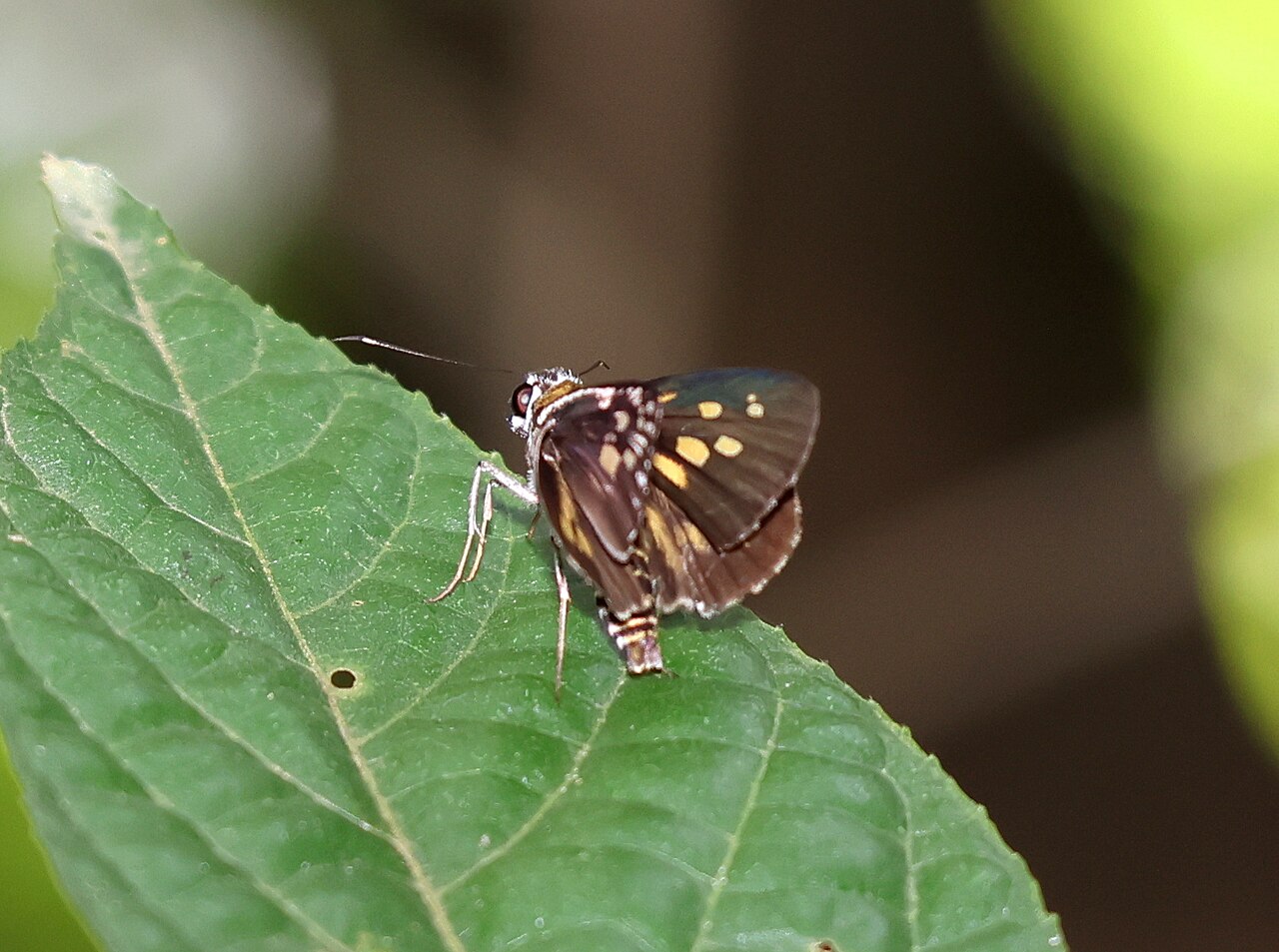 Plastingia naga（小串弄蝶）