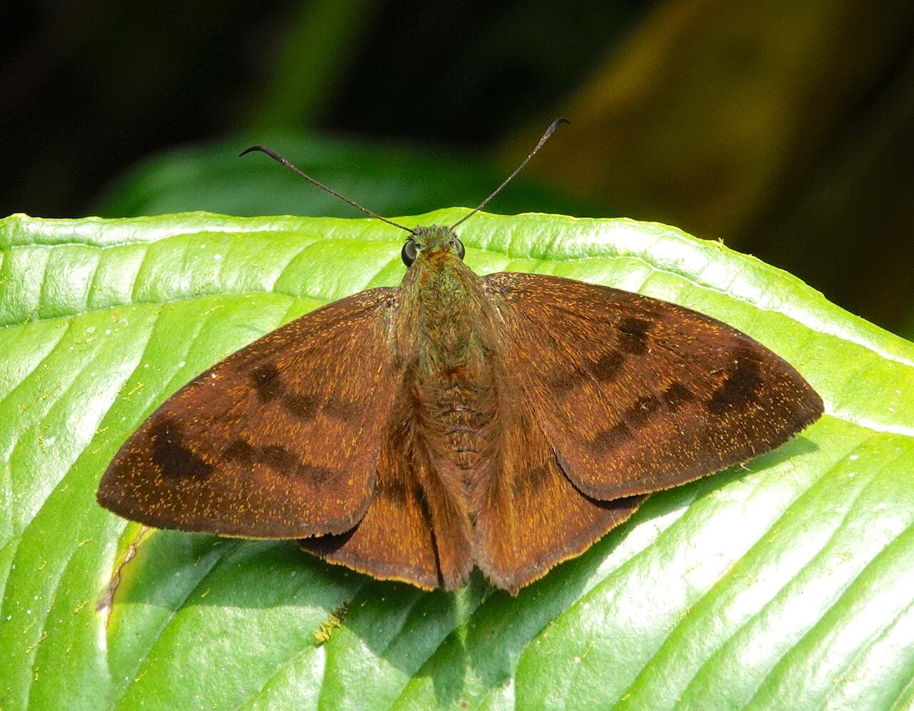 Astraptes galesus