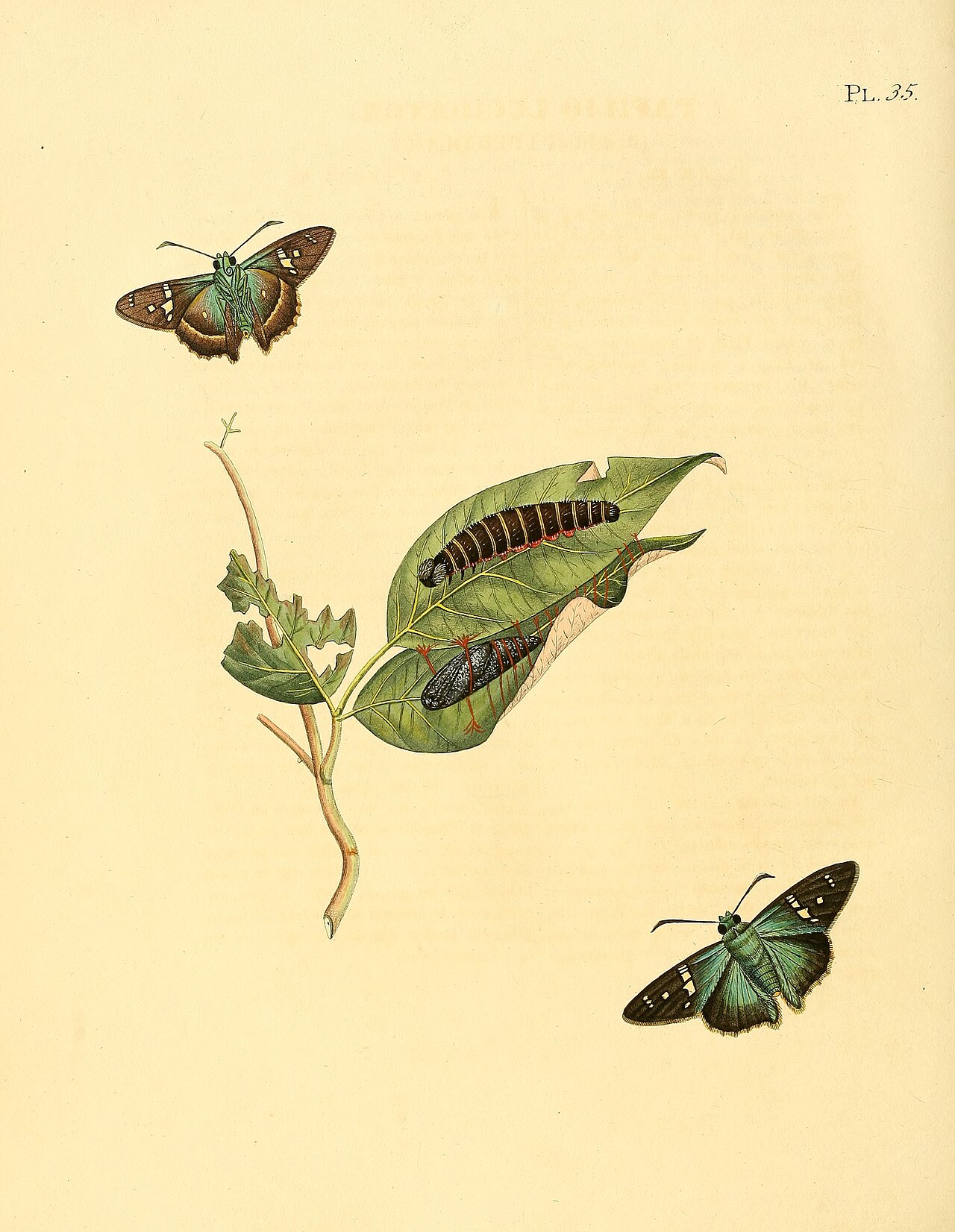 Astraptes talus