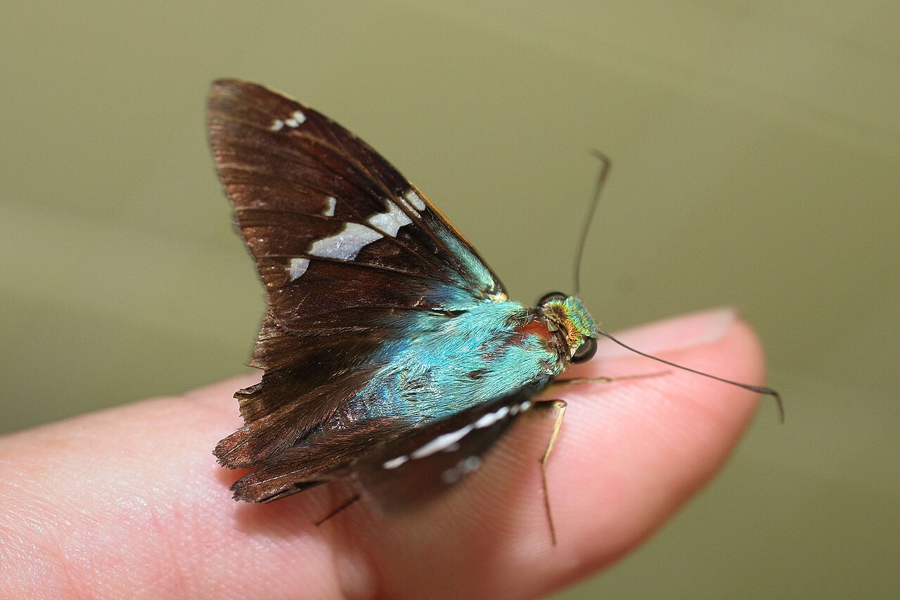 Astraptes tucuti