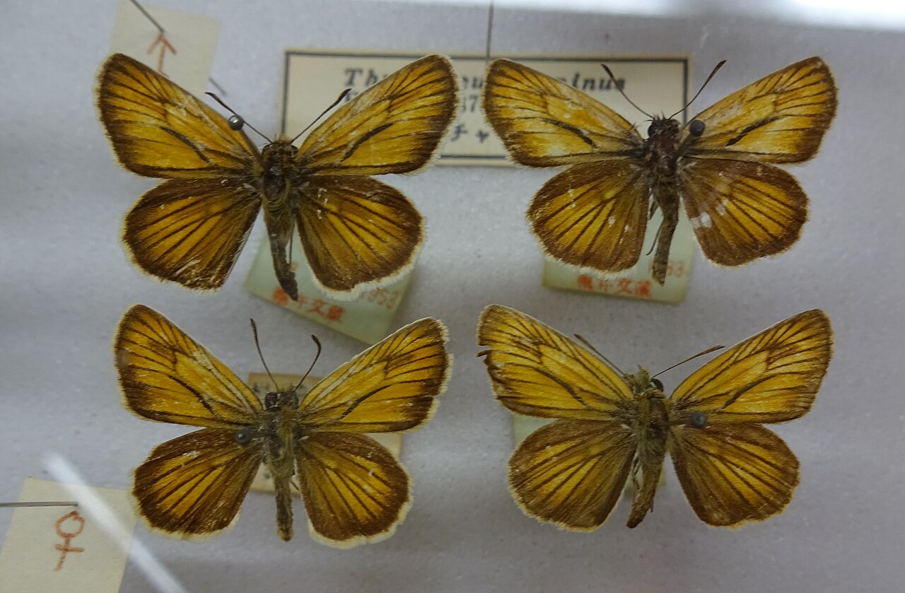 豹弄蝶（Thymelicus leonina）