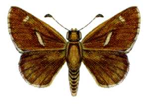 Toxidia thyrrhus