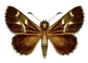 Toxidia parvulus
