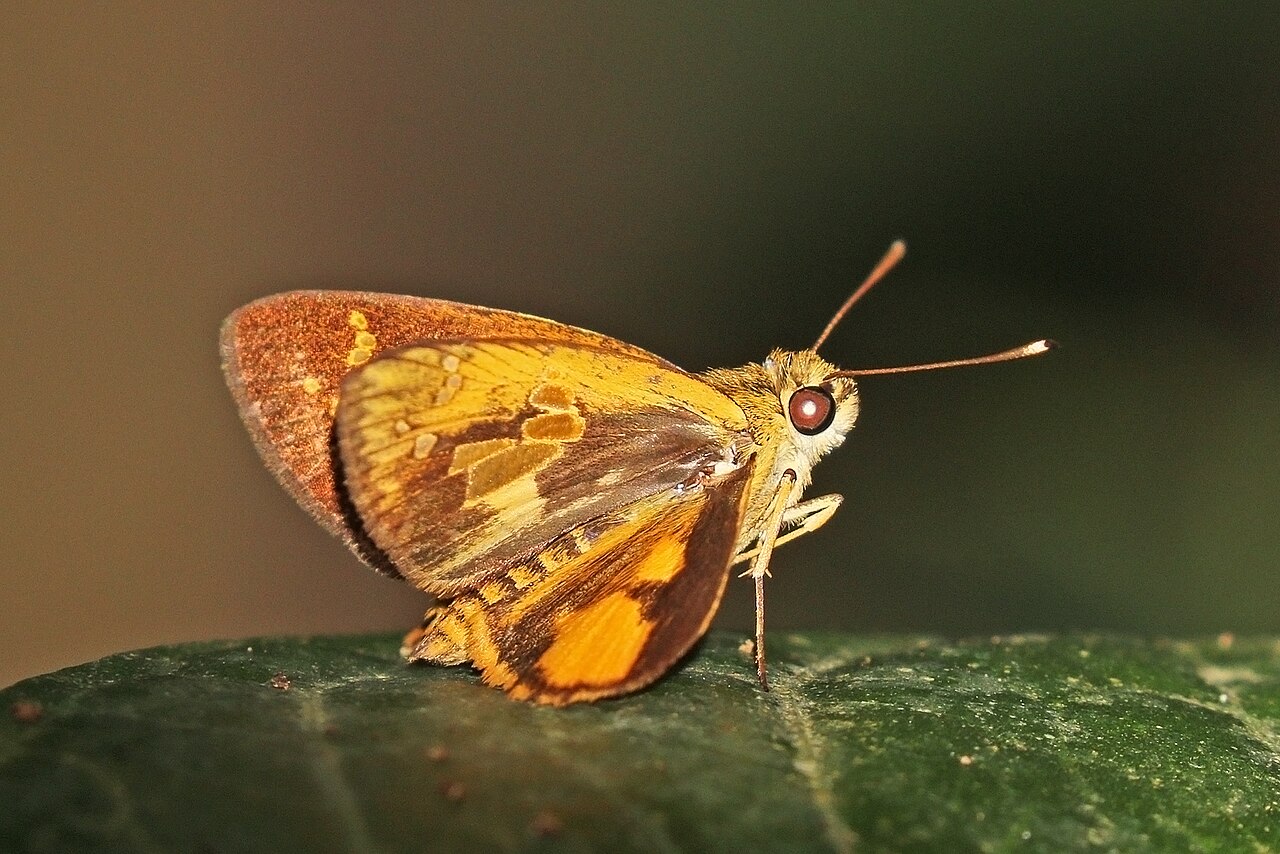Pardaleodes sator
