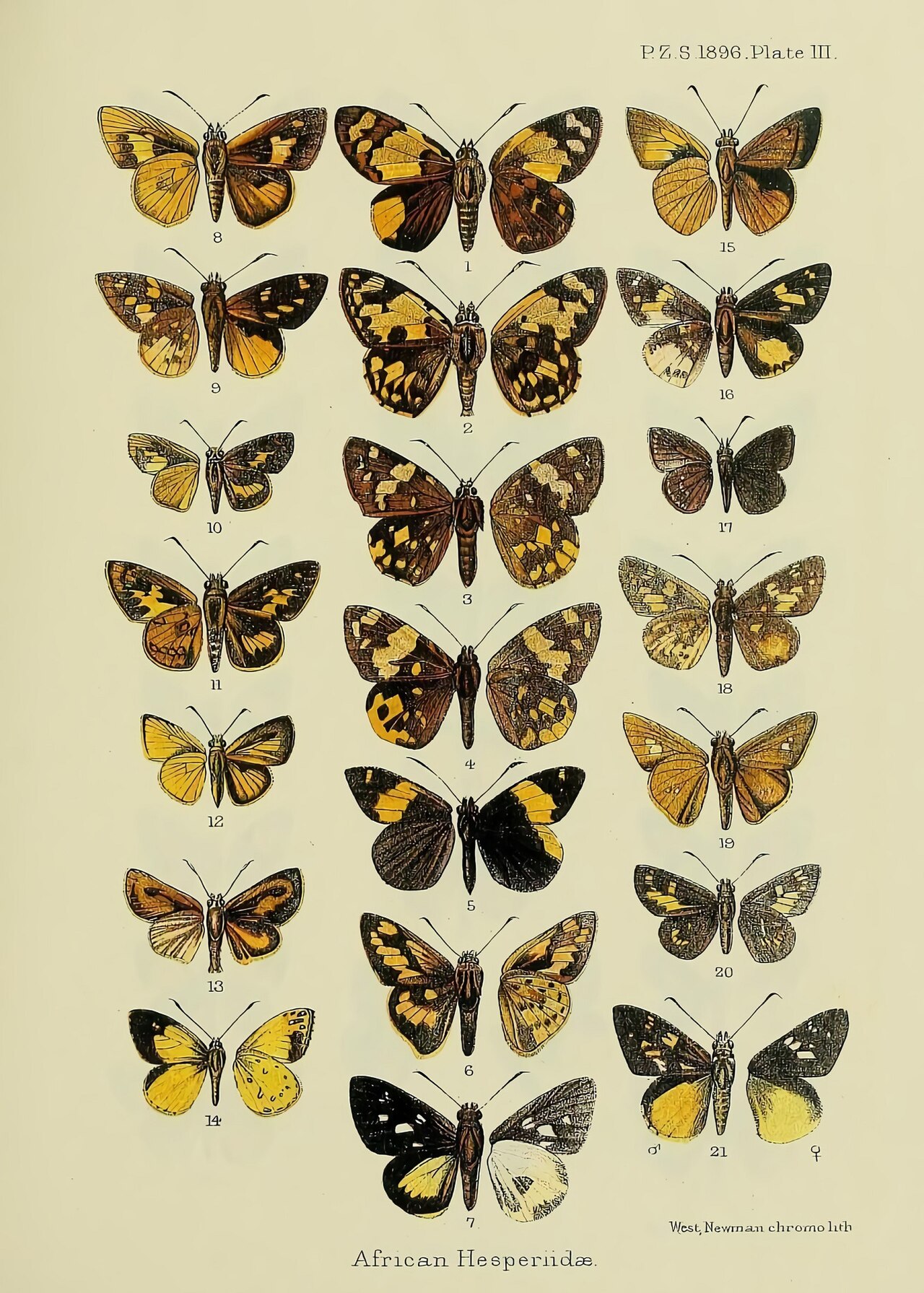 Pardaleodes xanthopeplus