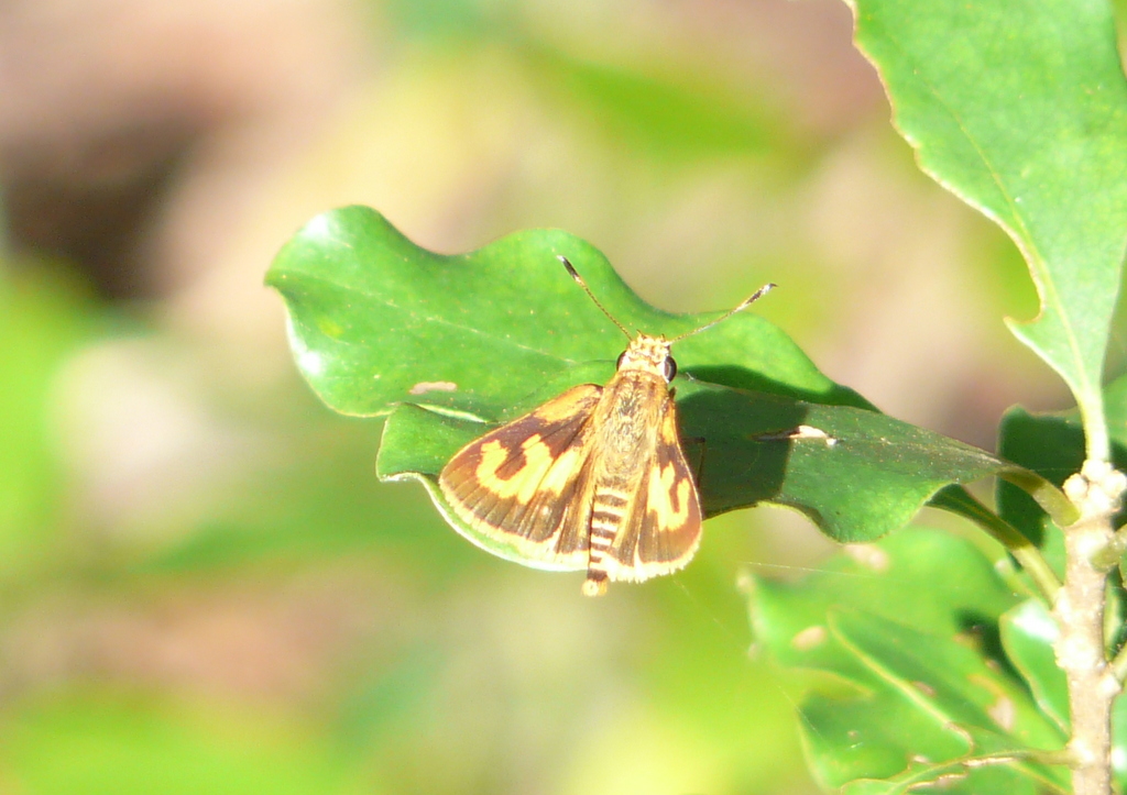 Acada biseriatus