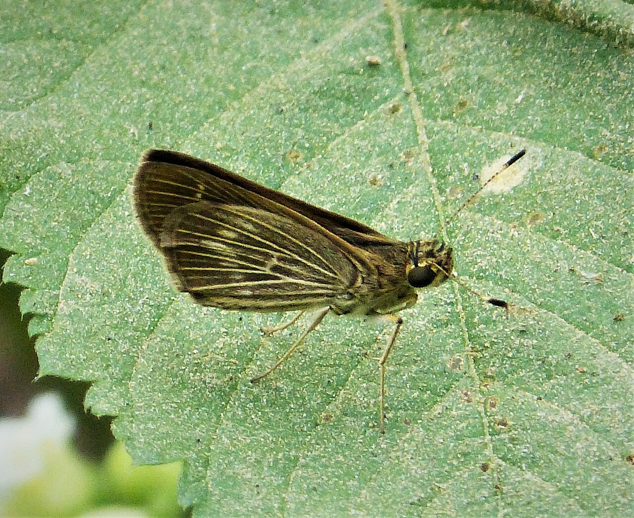 Vehilius stictomenes