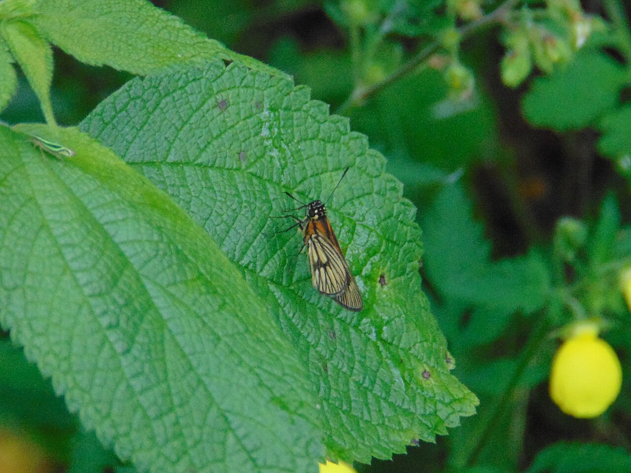 Vehilius clavicula