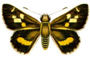 Trapezites maheta
