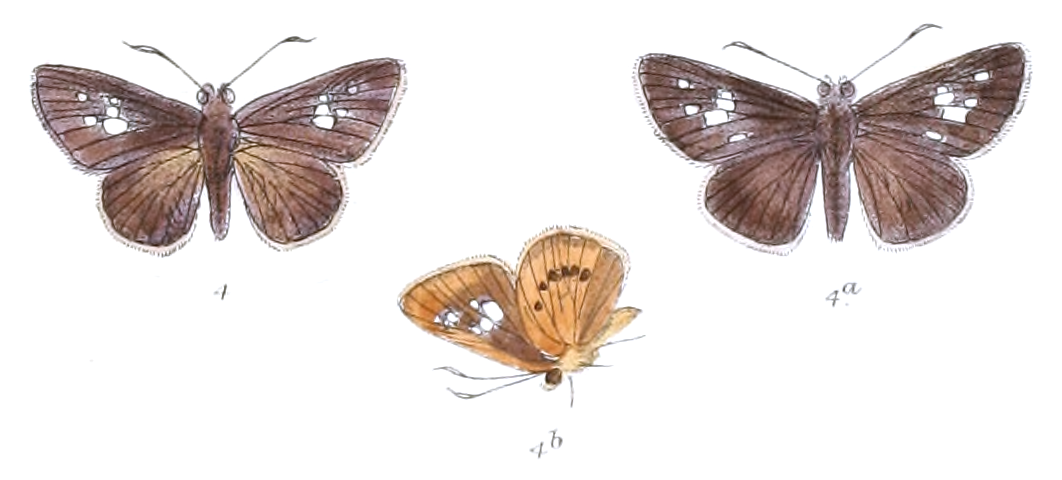 Zographetus ogygia