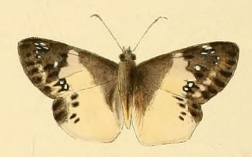 Eagris lucetia