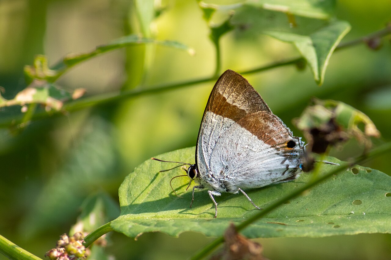 艾灰蝶（Rachana jalindra）