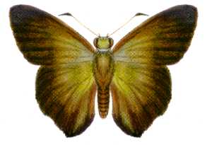 Hasora discolor