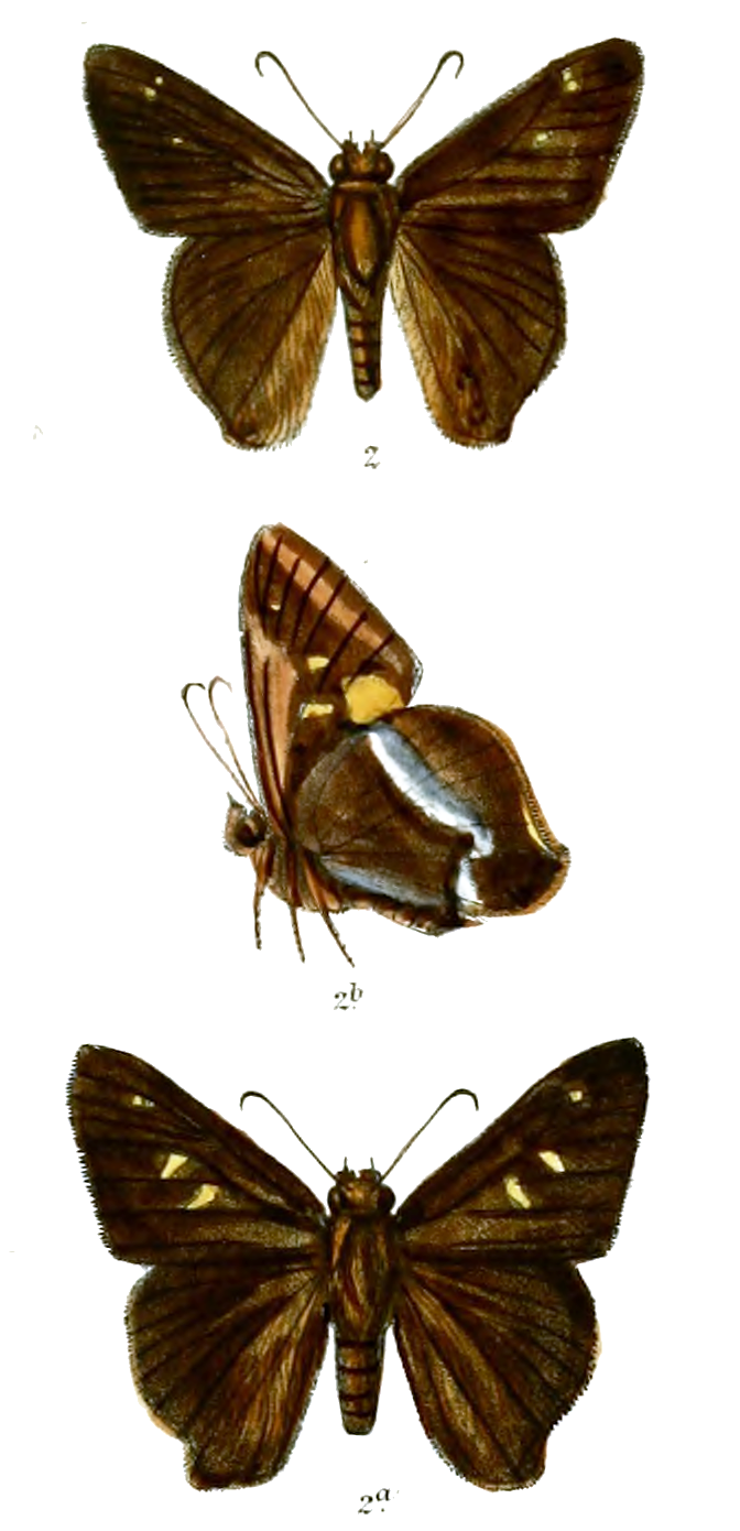 Hasora khoda