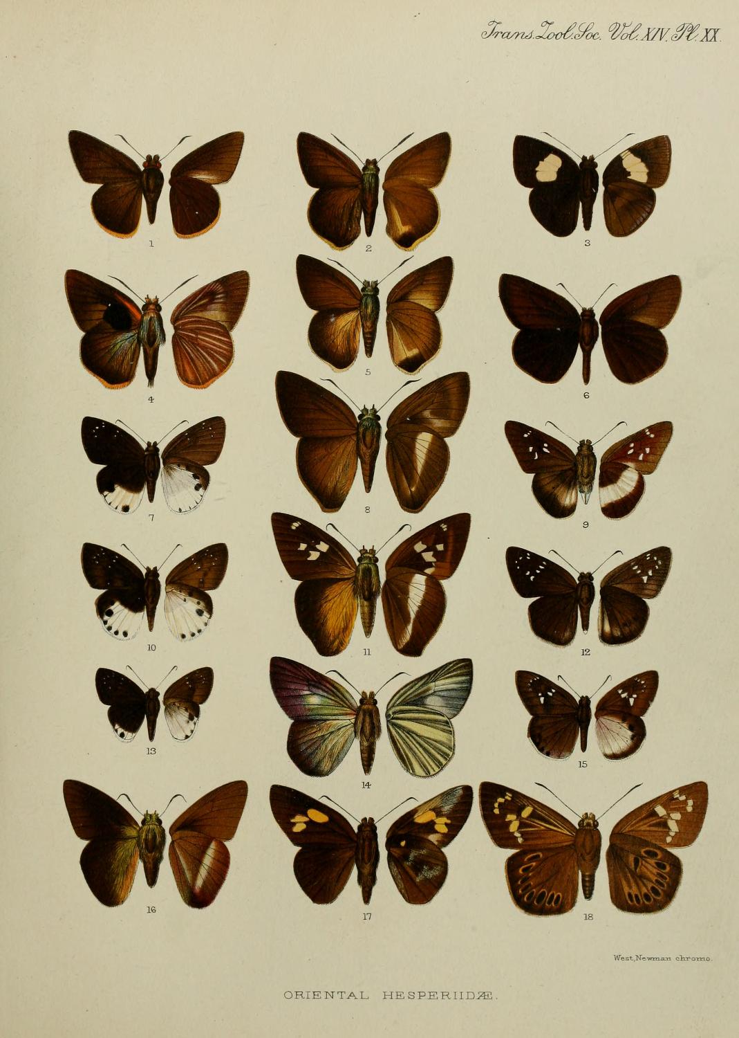 Hasora mus