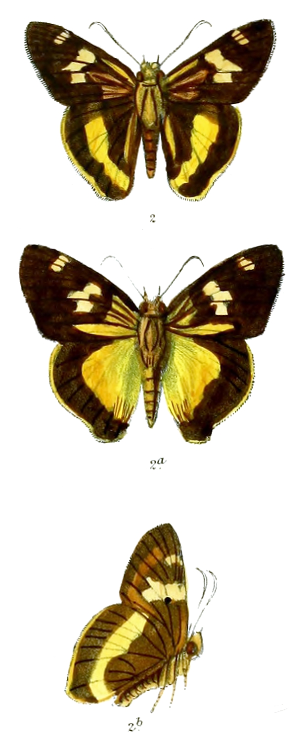金带趾弄蝶（Hasora schoenherr）