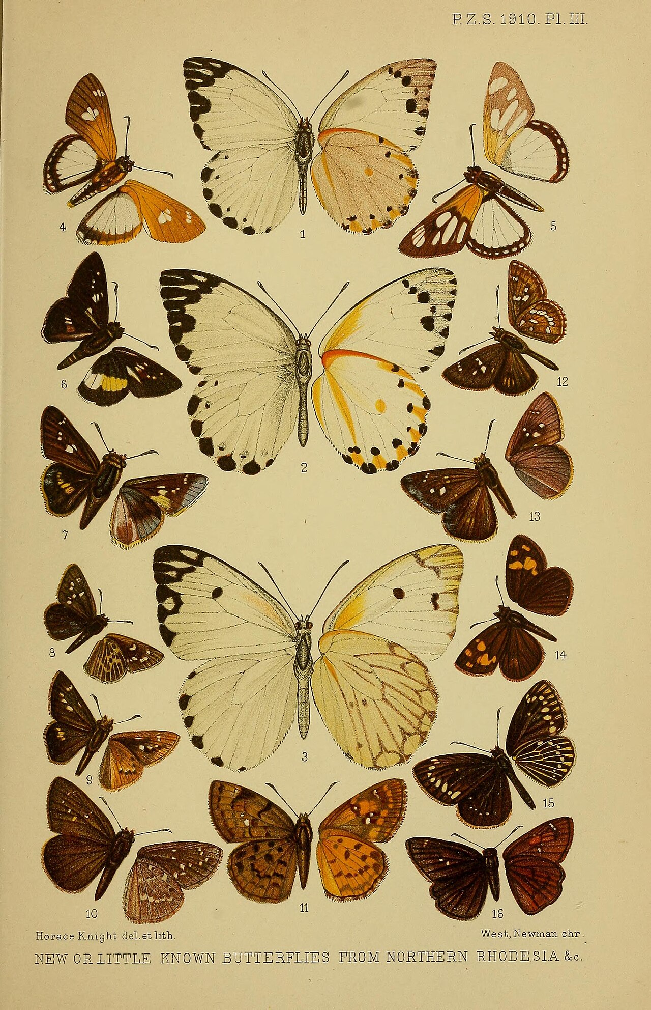 Tsitana wallacei
