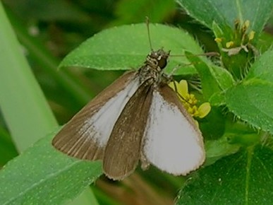 Aeromachus plumbeola