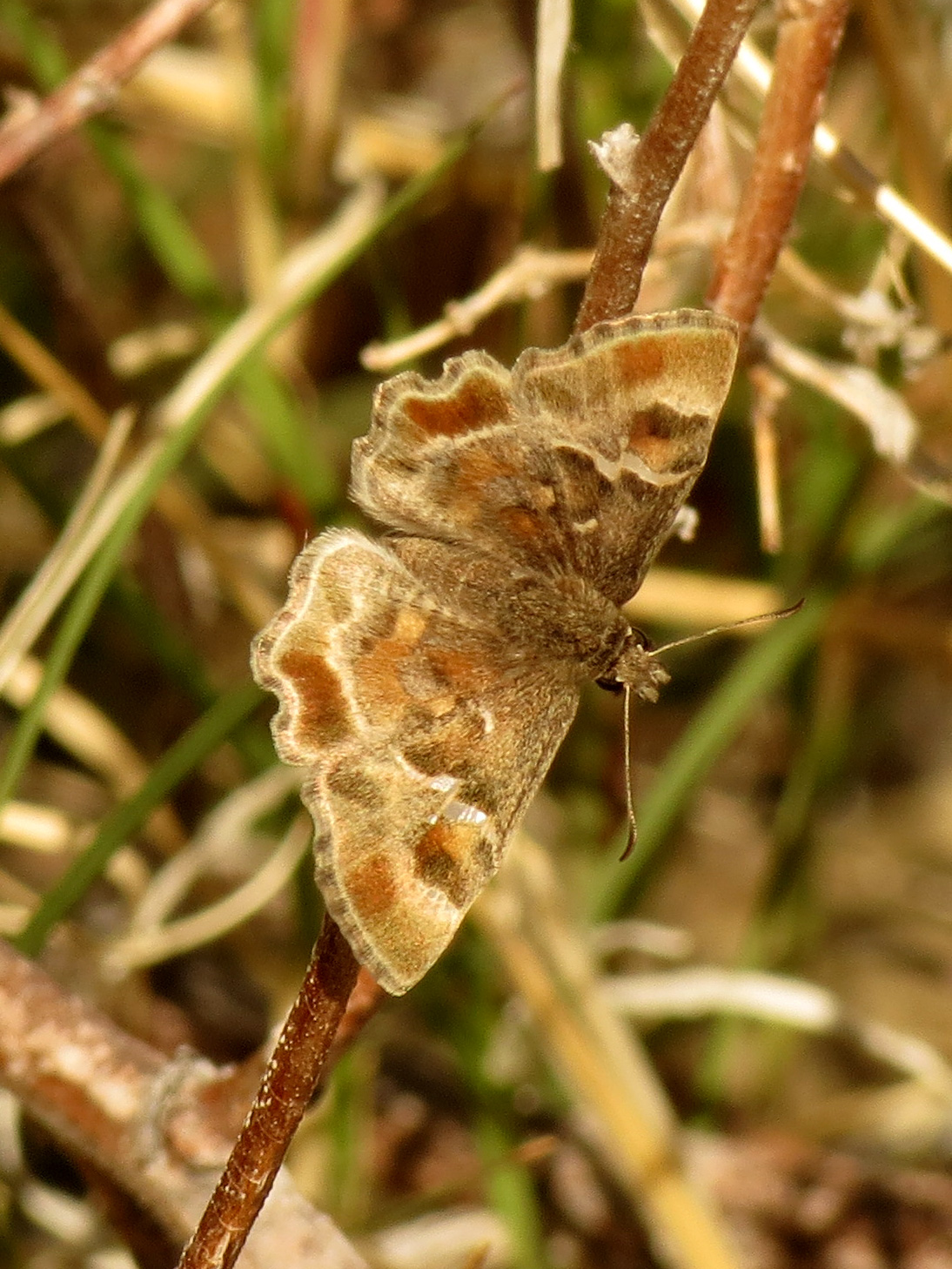 Arizona Powdered-Skipper（Systasea zampa）